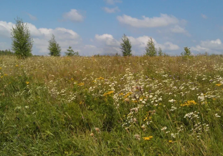 Больше ста астраханцев обратились за помощью после укусов клещей