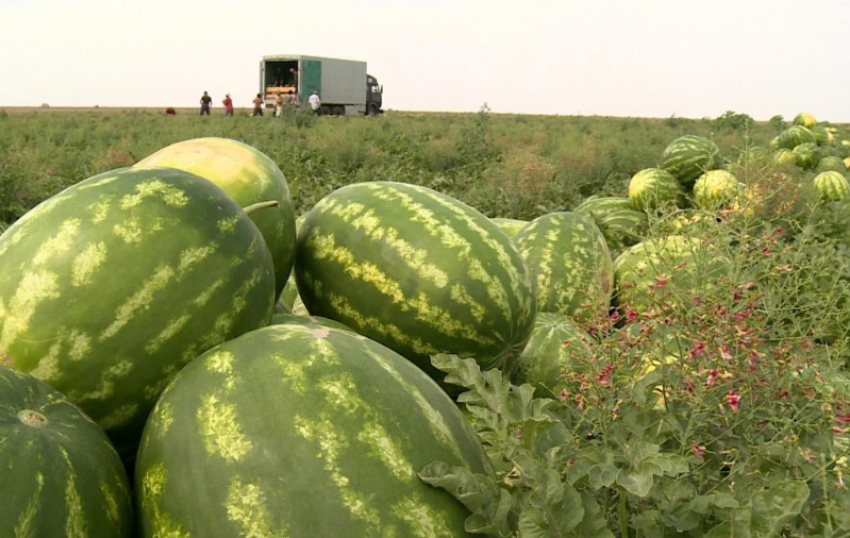 В Астрахани аграрии бьют прошлогодний рекорд по количеству урожая