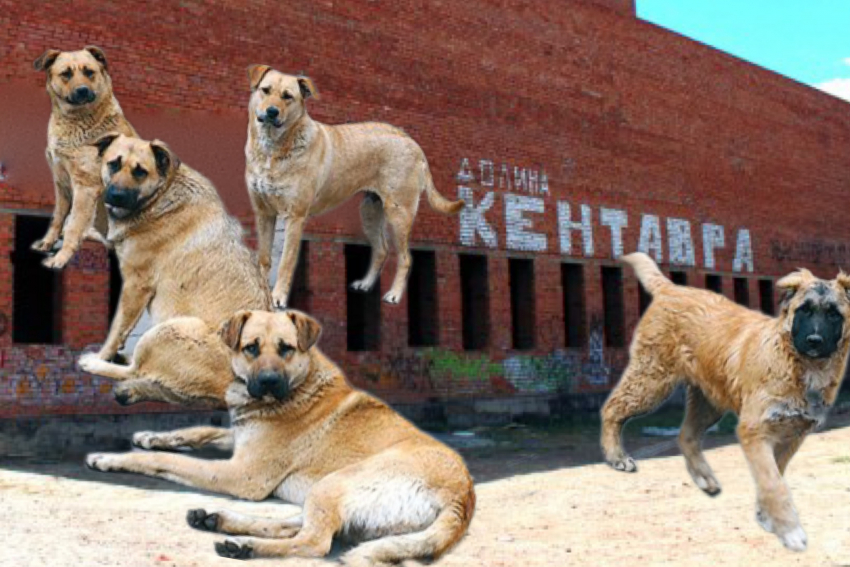 В Долину Кентавра в Астрахани заселилось полчище собак