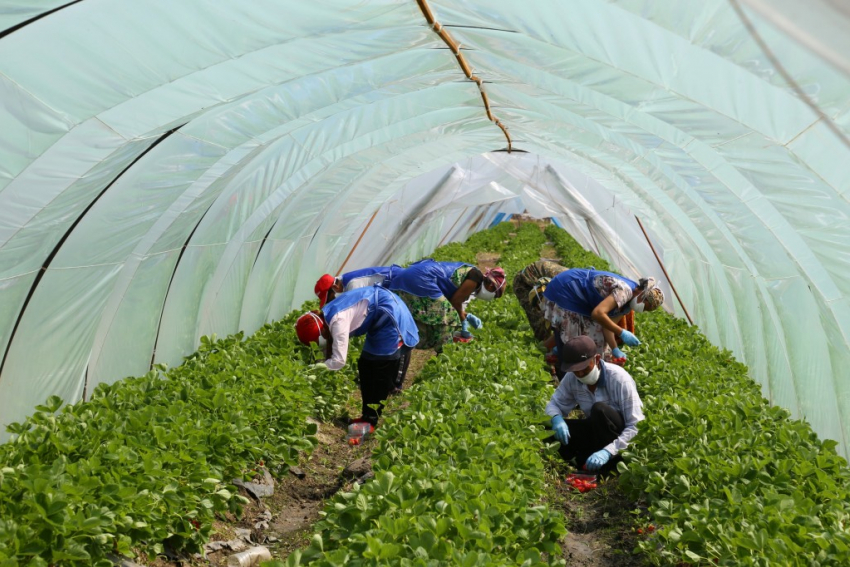 Клубника, огурцы и осётр: что выращивают астраханские фермеры во время карантина