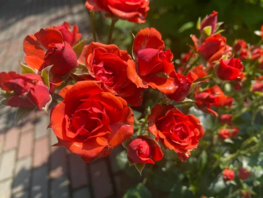Прогноз погоды, именины, праздники в Астрахани в понедельник 14 августа