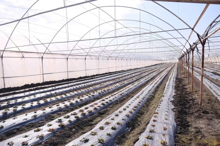 Под Астраханью рассаду массово «выгонят» из теплого дома: начало важного периода