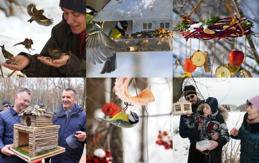 Астраханцев призывают спасать птиц этой зимой