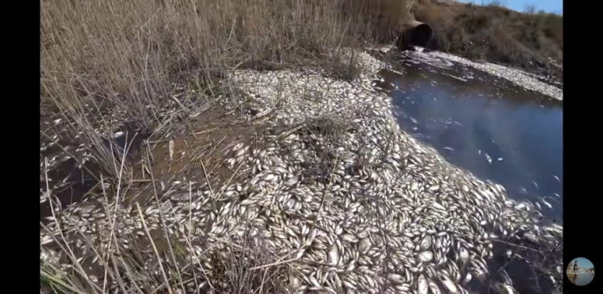 В Астраханской области ищут виновных в гибели рыб 