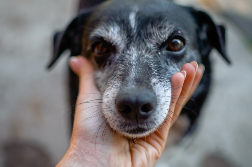 Ловить или не ловить: астраханцы с кулаками отбили у коммунальщиков бездомного пса