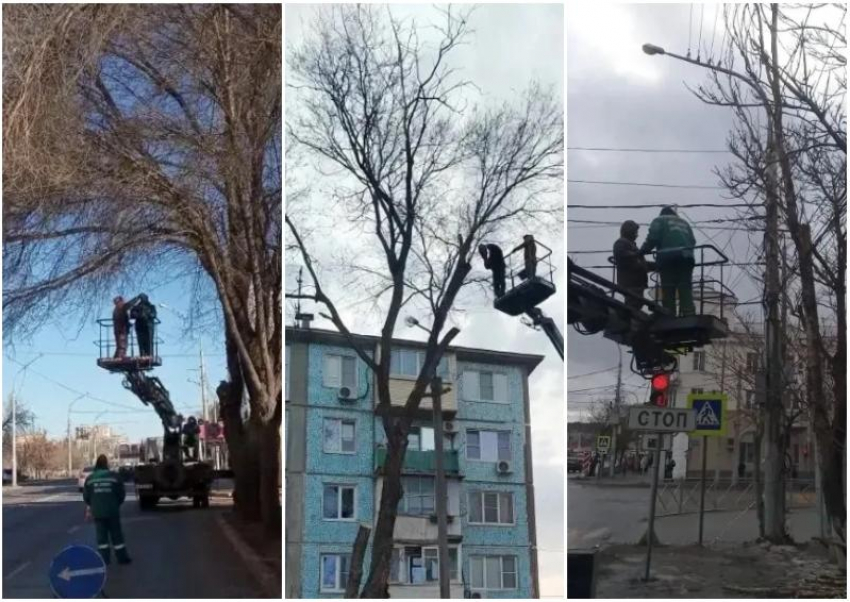 На улицах Астрахани опилили более трехсот опасных деревьев с начала 2026 года