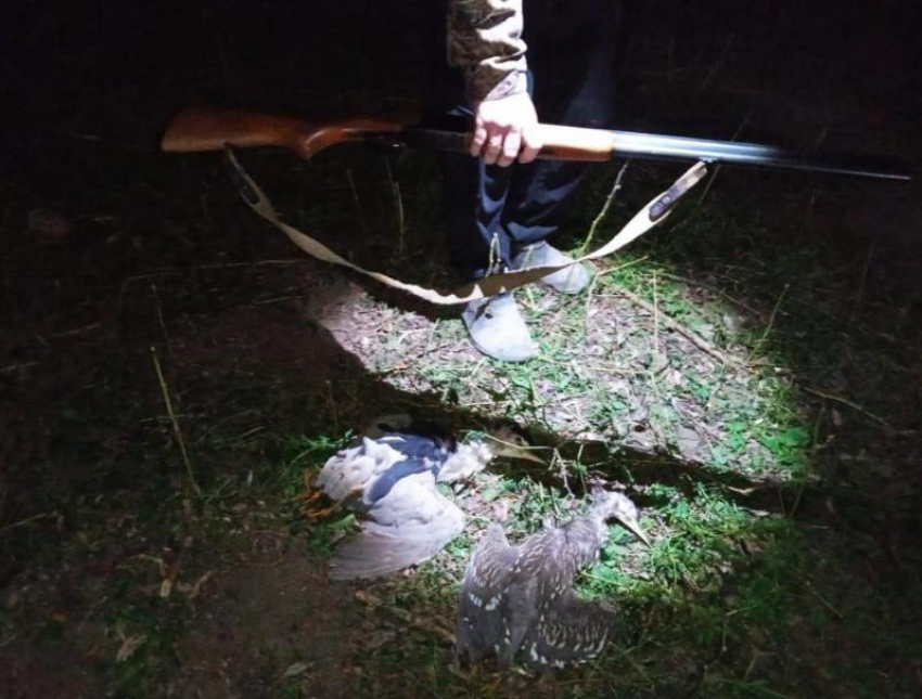 Под Астраханью охотник застрелил запрещенных к добыче птиц
