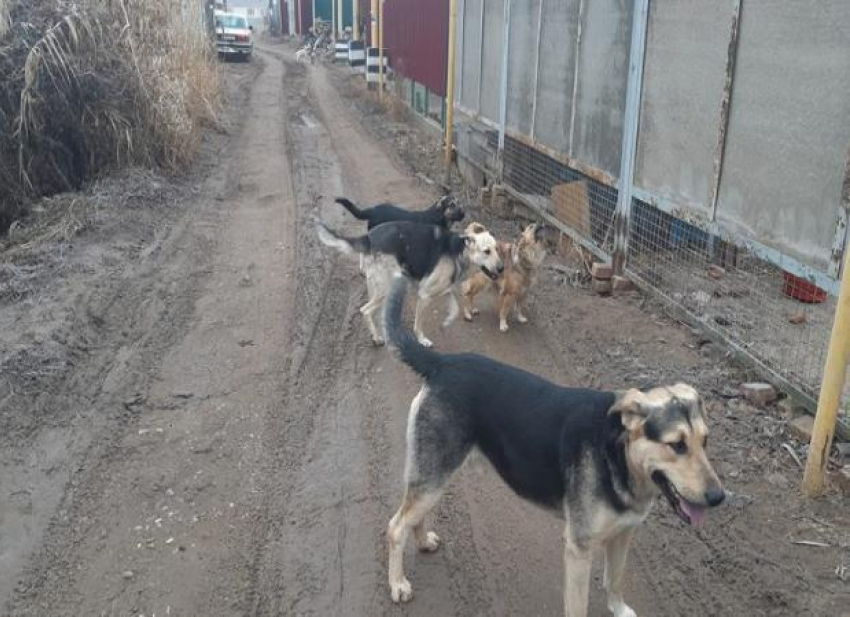 В Астрахани завелась собачья ОПГ