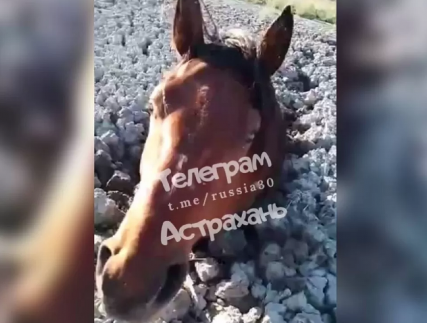  Астраханцы обсуждают в соцсетях застрявших в грязи лошадей