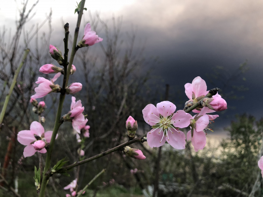 Виват, весна: какая погода ждёт астраханцев на следующей неделе 
