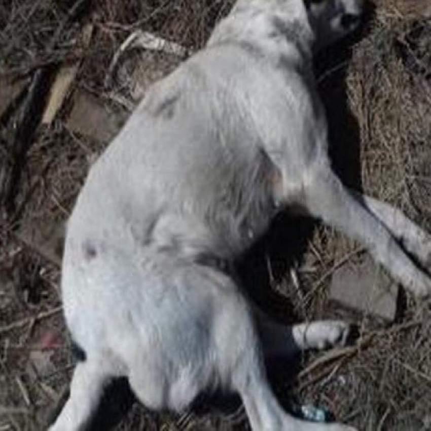 В Астрахани живодер застрелил собаку на глазах у прохожих