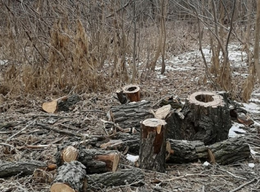 Почему спилили деревья на Городском острове и что будет на их месте