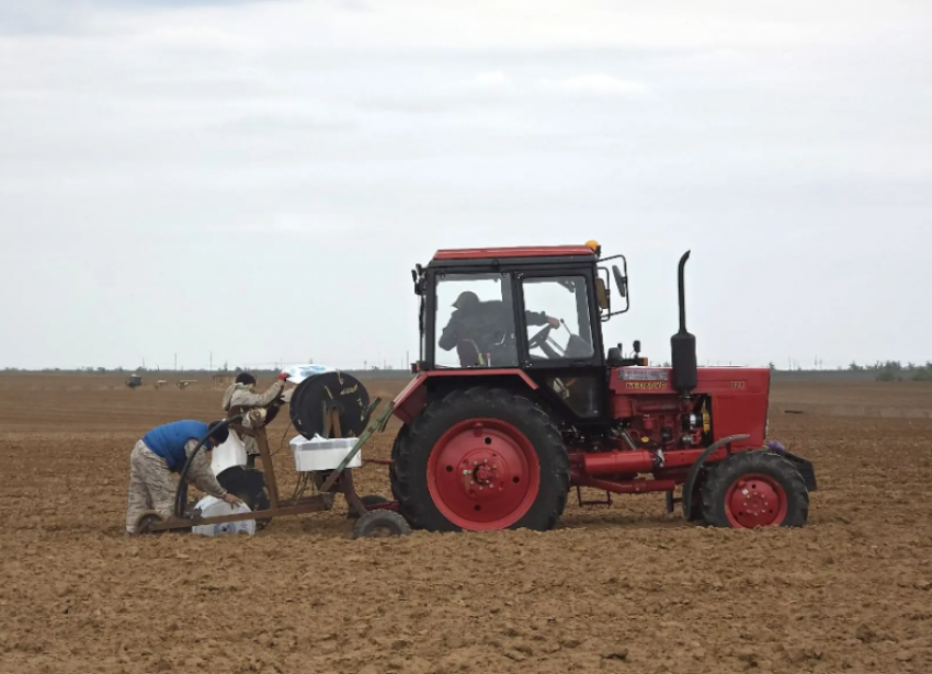 В Астраханской области открылось почти 300 вакансий для овощеводов