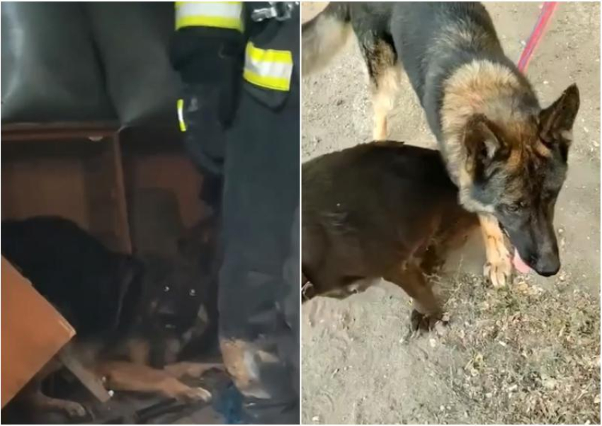 В Астрахани огнеборцы и горожане спасали собак из пожара