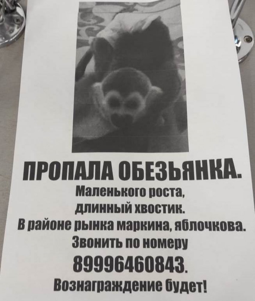 В Астрахани при очень загадочных обстоятельствах пропала обезьянка