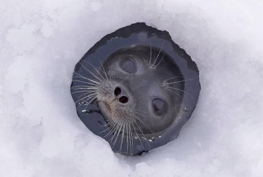 24 года назад в астраханском Лебедином озере побывал настоящий тюлень