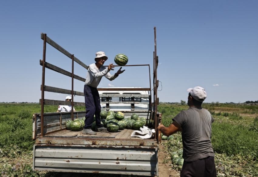 В Астраханской области собирают ранние дыни и арбузы