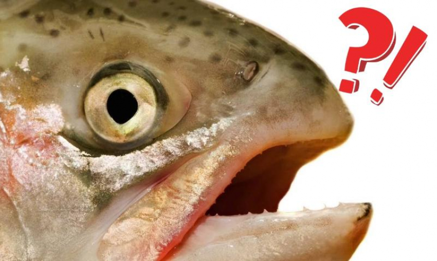 В Астрахани задержанная автоинспекторами пара заявила, что нашла 177 килограммов рыбы