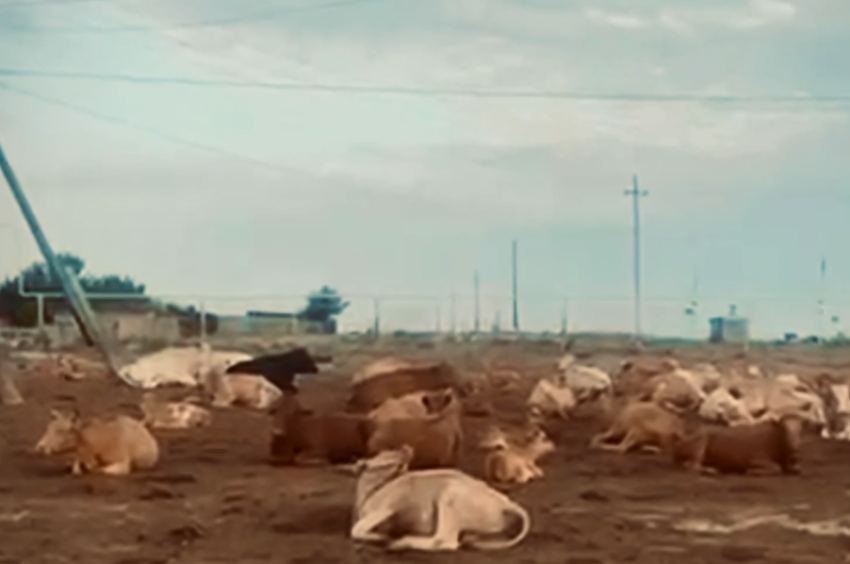 В селе Сергино под Астраханью территорию благоустройства загадили коровы