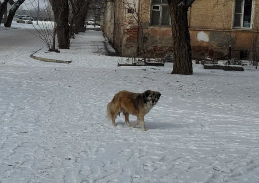 Глава СКР поручил узнать причины игнорирования стаи опасных собак в Астрахани