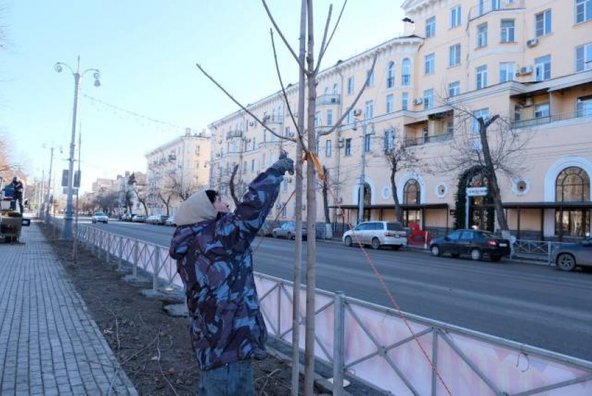 Астраханские озеленители готовят город к весне