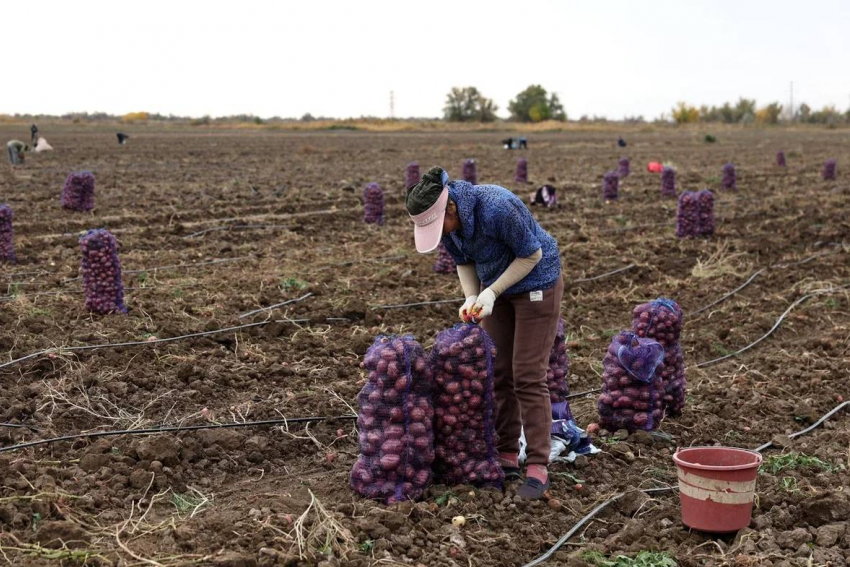 В Астраханской области начали собирать особенный картофель