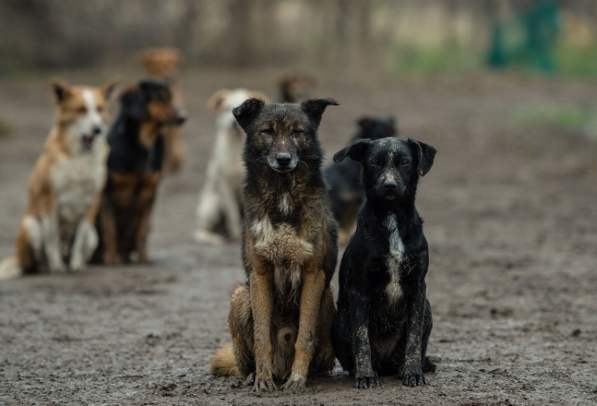 Стая бездомных собак нападает на женщин и детей в парке под Астраханью