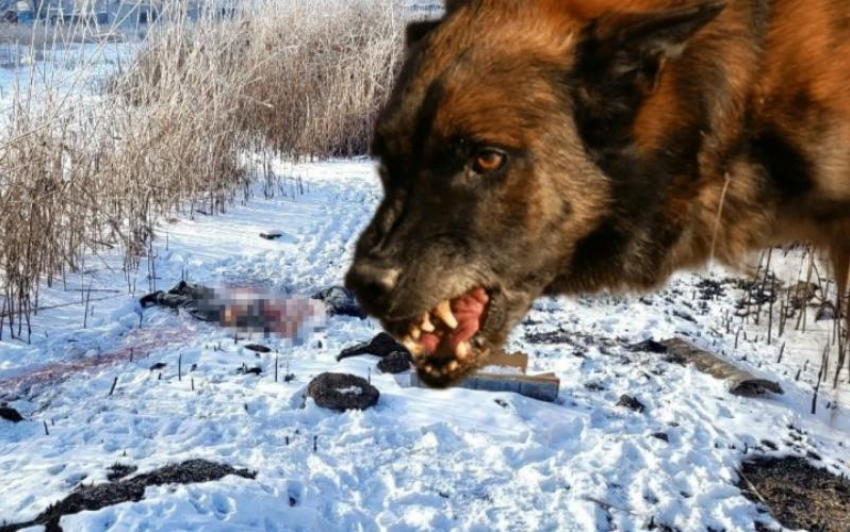 Астраханский следком установил, причастны ли собаки к смерти мужчины
