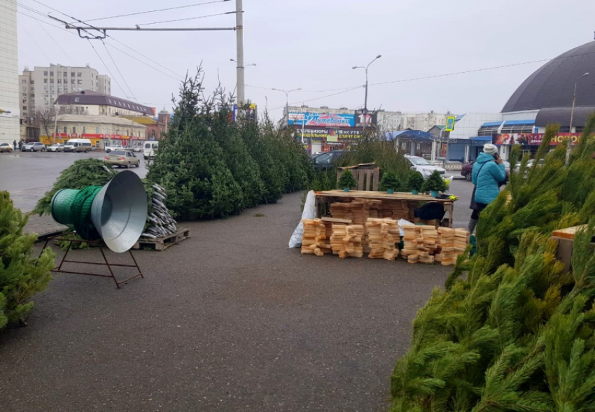В Астрахани пресечена незаконная торговля новогодними елками