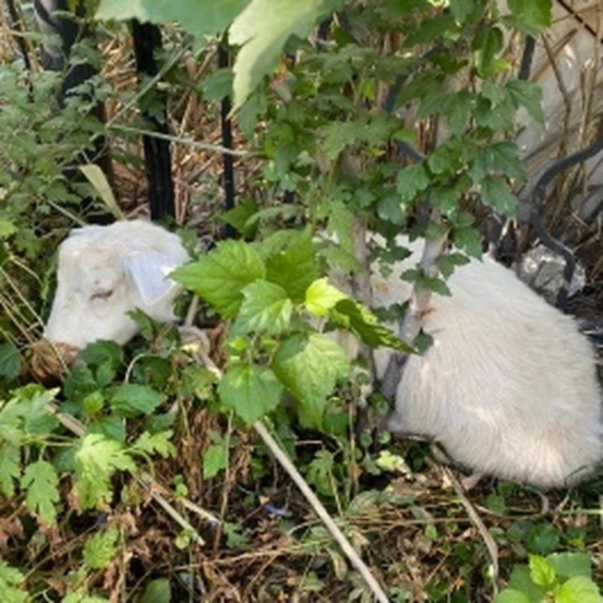 В Астрахани ищут владельцев потерявшегося козла