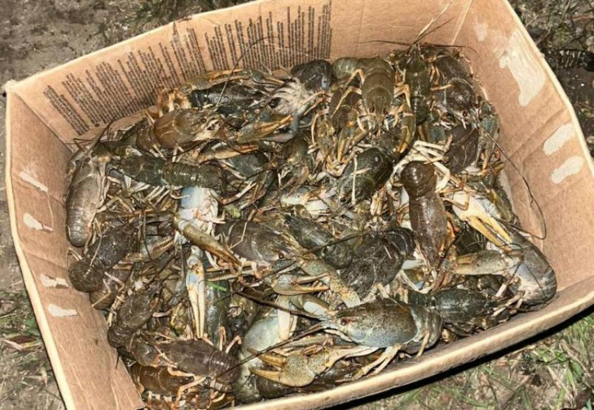 Астраханская Госавтоинспекция спасла полтонны раков и выпустила на природу