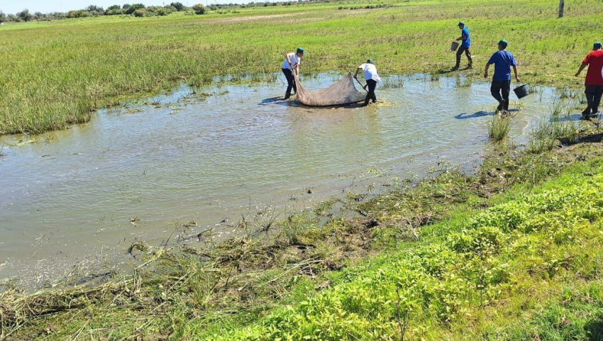 В Володарском районе Астраханской области спасли более 14 миллионов мальков