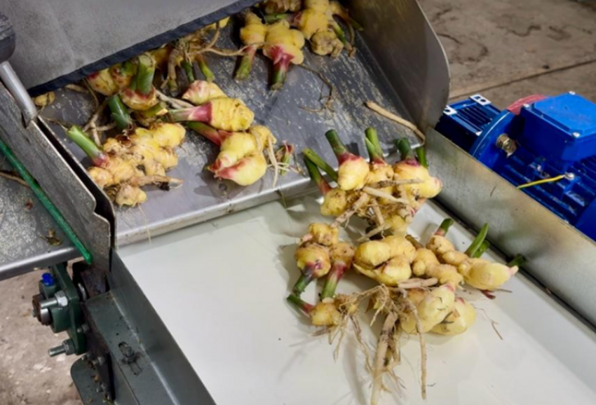 Под Астраханью успешно вырастили первый урожай имбиря