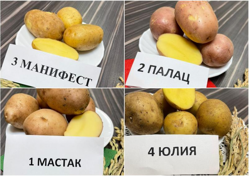 На астраханской земле прижились «Юлия», «Манифест», «Лель»