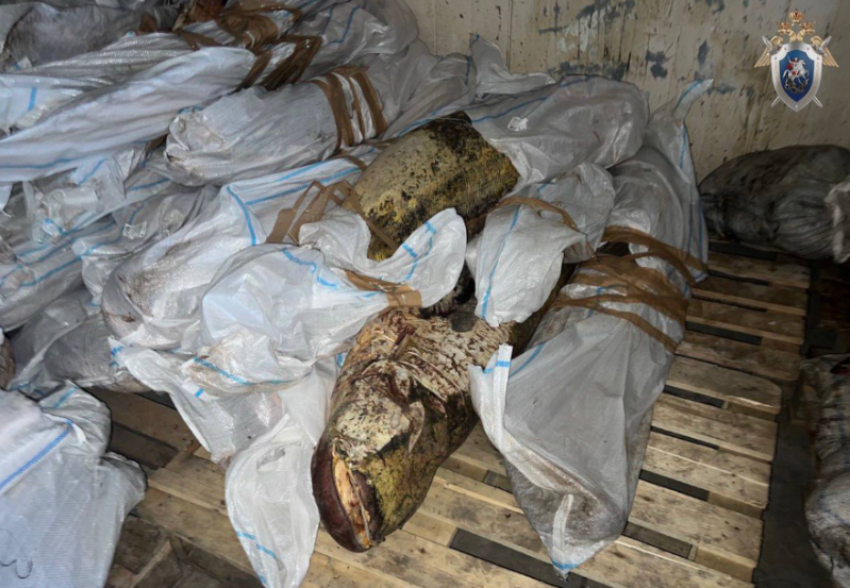 Астраханский суд вынес приговор гендиректору фирмы за попытку сбыта 117 тонн рыбы