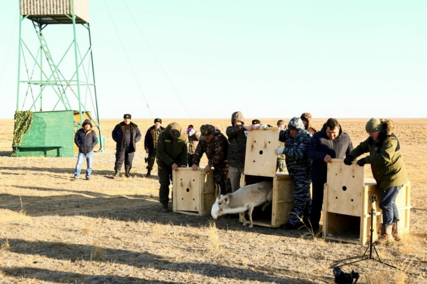 В Астраханской области троих сайгаков выпустили в природу с GPS-передатчиками