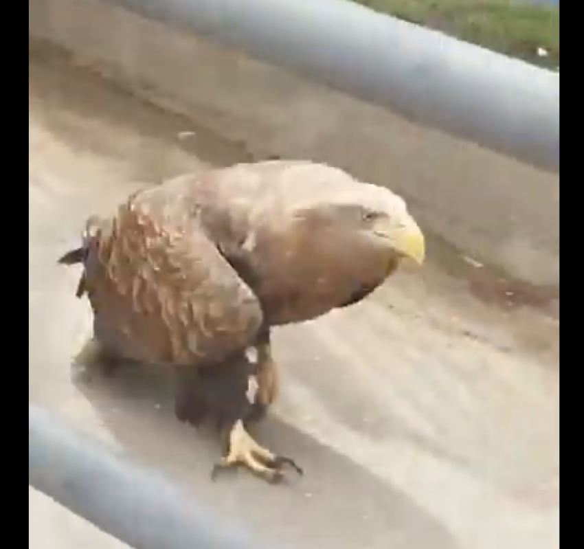 На улице Астрахани ловили крупную хищную птицу 