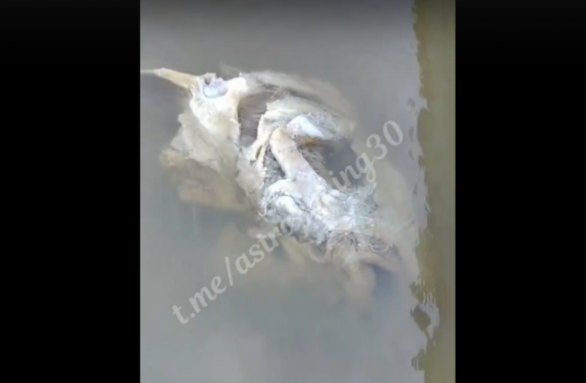 В Астрахани рыбак нашел гигантскую голову краснокнижной рыбы
