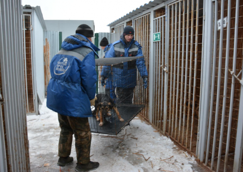 В Астрахани за год отловят 10 000 бродячих собак