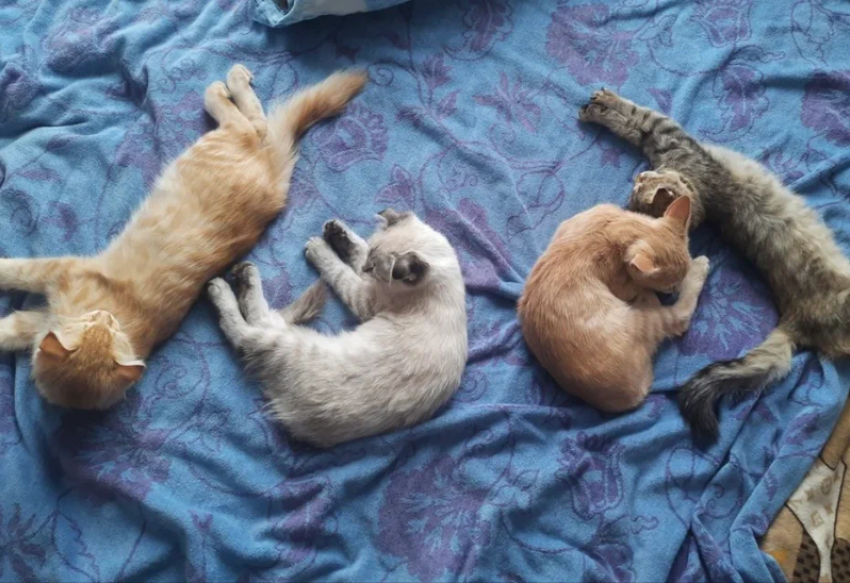 Астраханцев призвали проверять машины на наличие котов