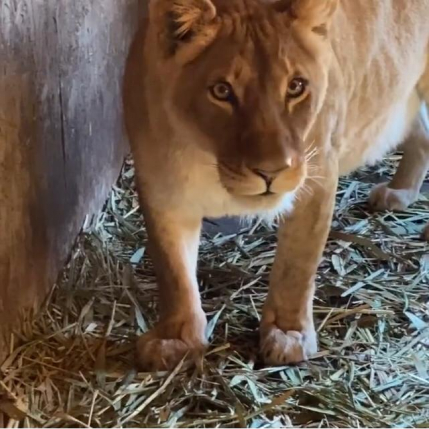 В астраханском зоопарке львица родила тройню