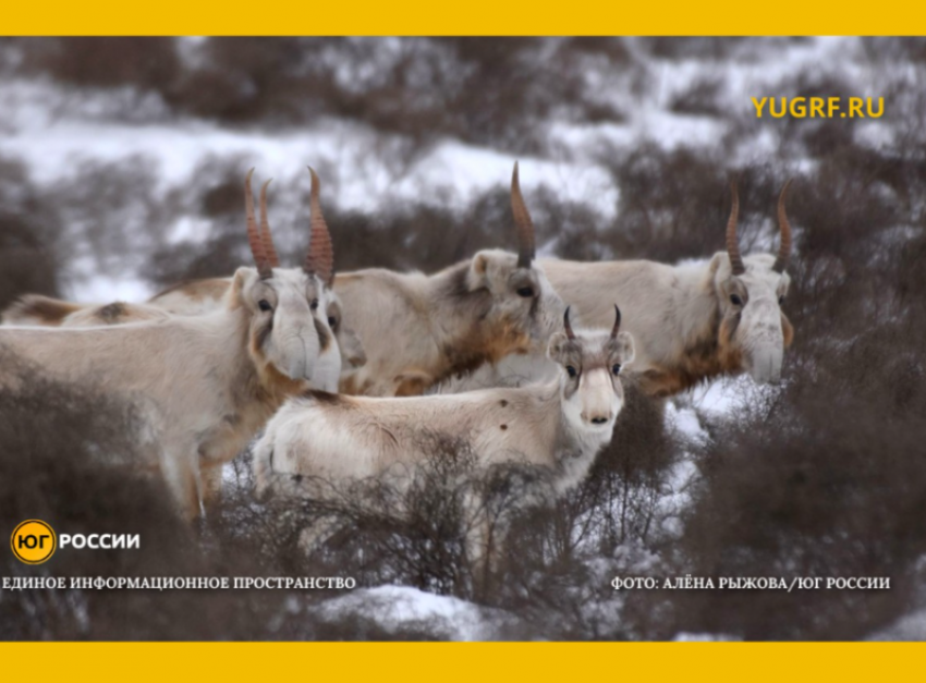 Смертельная миграция: браконьеры жестоко истребляют сайгаков под Астраханью