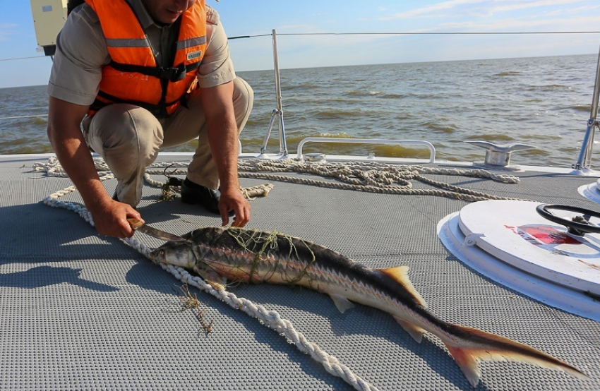 Свыше 600 осетровых и частиковых рыб выпустили в Астраханской области