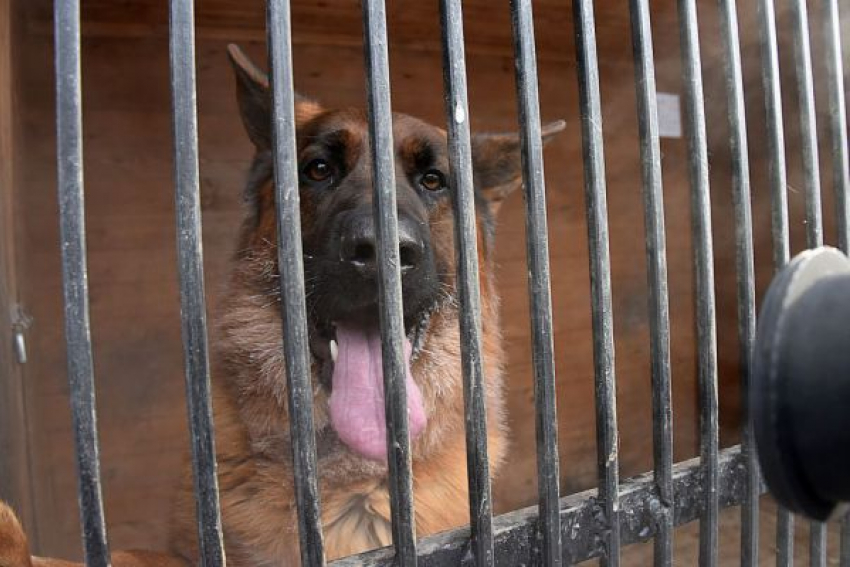 В апреле в Астрахани начнут строить пункты временного содержания безнадзорных собак 