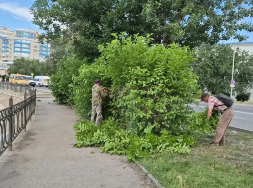 Астраханские коммунальщики освобождают дорожные знаки, утонувшие в листве