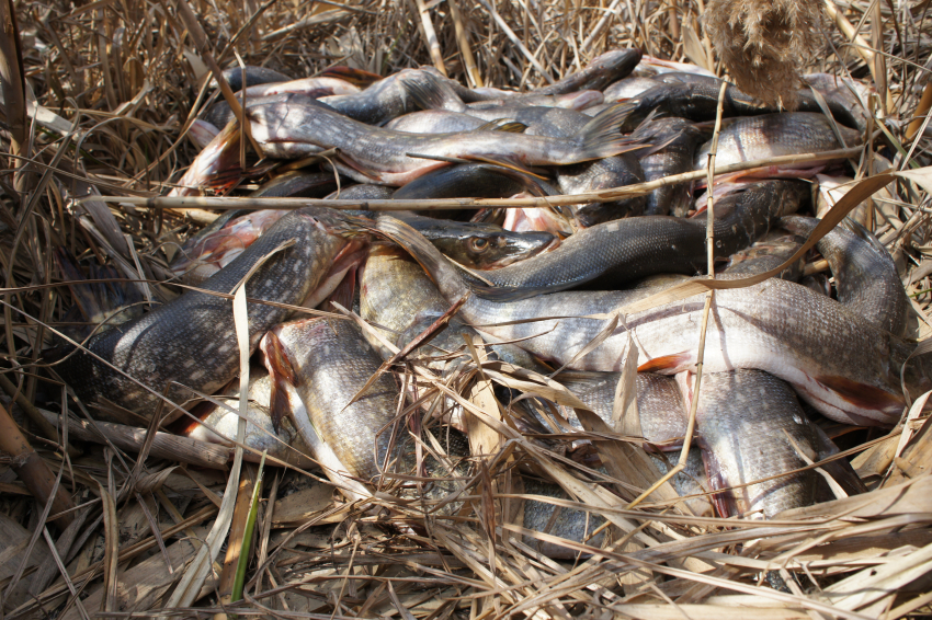 В Астраханской области снова задержаны браконьеры из Дагестана