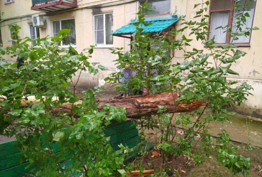 В Астраханской области пенсионерка погибла от упавшего дерева