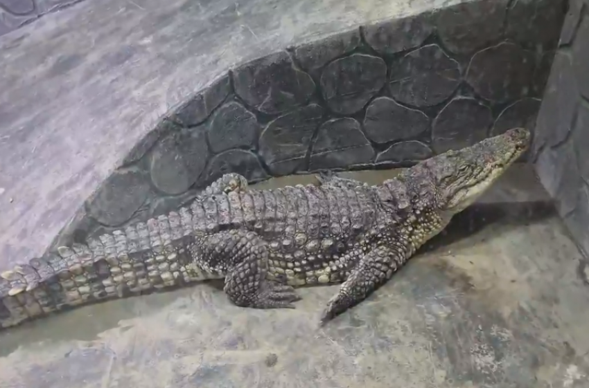 Переживший пожар в кинотеатре «Октябрь» крокодил вернулся в Астрахань
