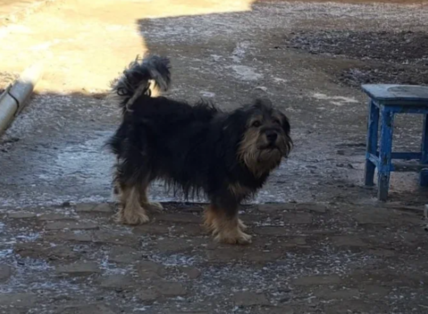 В Астраханской области моральный вред от укуса собаки оценили на 15 тысяч рублей