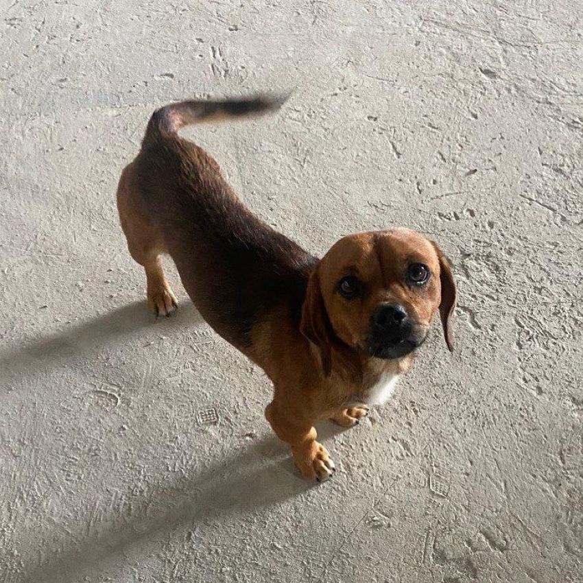 Обрёл дом первый постоялец астраханского собачьего приюта 